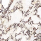 Gres 120x120 effetto marmo con venature viola, opaco A4H845 Calakatta Wiola #7